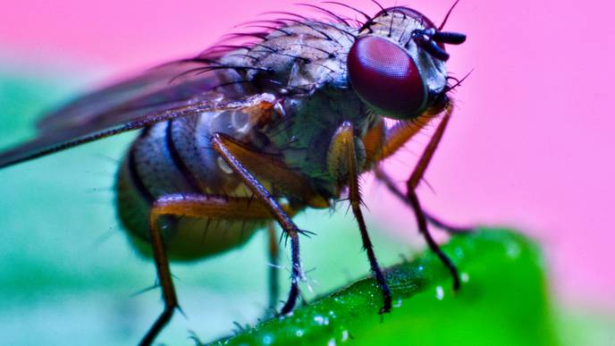 New AI System Can Decode Fruit Fly Behaviors: Why That's Pivotal for ...